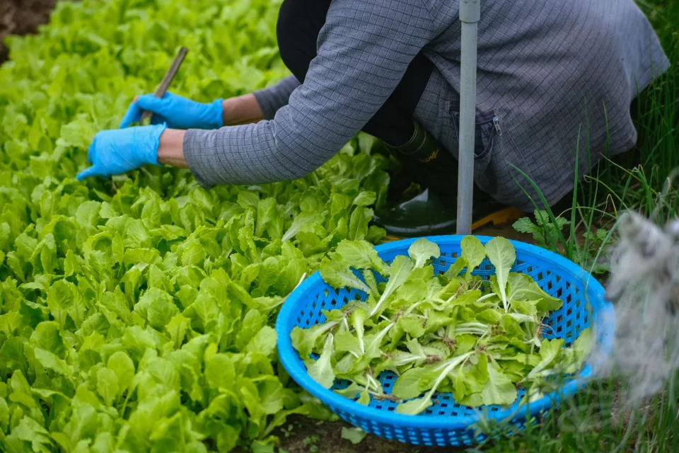 Vườn rau sau khi làm cỏ và bón phân — cây xanh, lá dày hơn