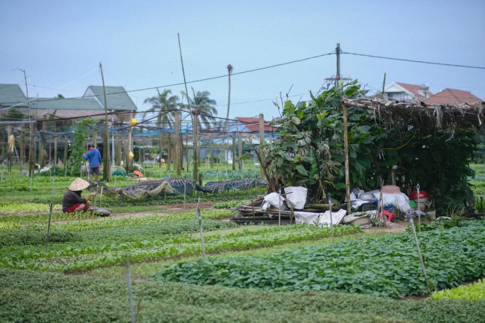 Đội ngũ tại nhà vườn